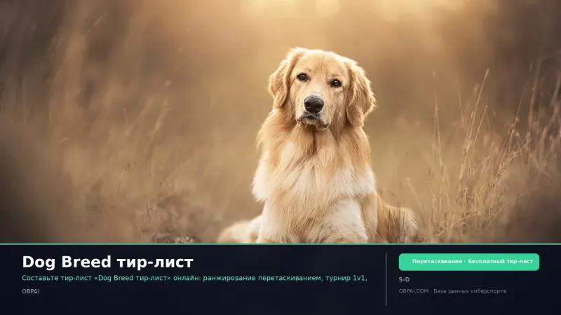 Dog Breed тир-лист