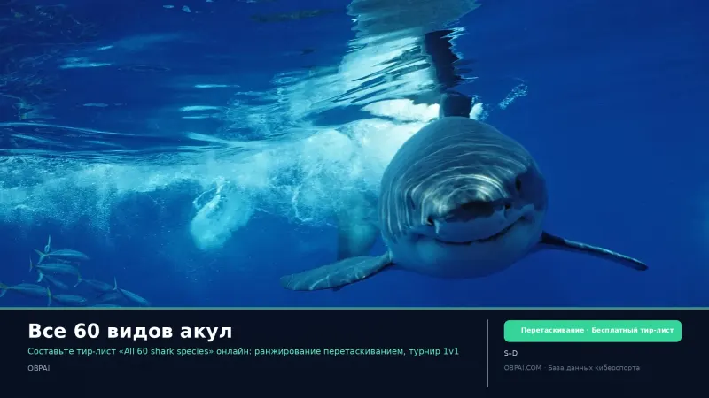 Все 60 видов акул
