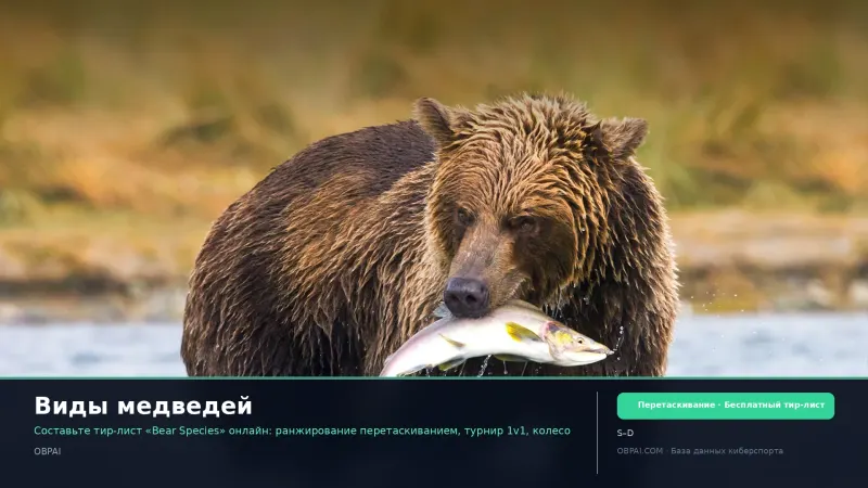 Виды медведей